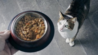 gato